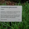 Pigface used as anti-scurvy treatment & salt substitute, Australian Botanic Gardens, Mt Annan